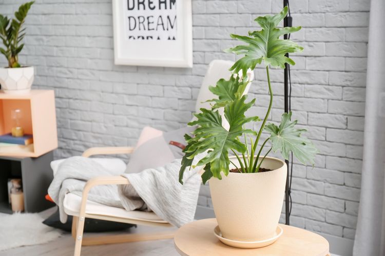 A filodendron a közvetett napfényt kedveli