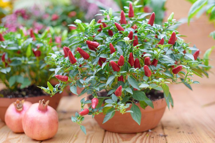 Piros chili cserépben