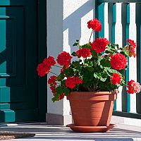 A muskátli téliesítése - tartsák magukat a bevált tippekhez és trükkökhöz!