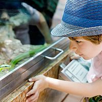 A kígyó terrárium berendezése olcsó - kígyótartás kezdőknek.