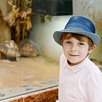 Hogyan rendezzük be a terráriumot szárazföldi teknősnek?