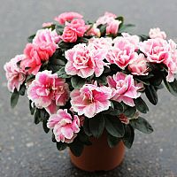 Azálea - gondozás, metszés, szaporítás, levélhullás