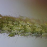 Hogyan szabaduljunk meg a levéltetvektől? Segíthet a permet vagy a katicabogarak