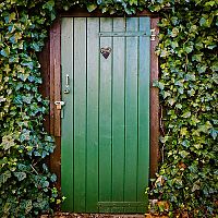 Közönséges borostyán - ültetés, gondozás, szaporítás