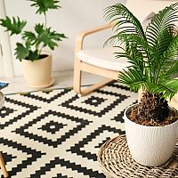 Cikászok - gondozás, szaporítás, átültetés és öntözés