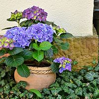 A hortenzia gondozása