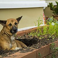 Hogyan szoktassuk le kutyánkat a kaparásról és a jelölésről a kertben?