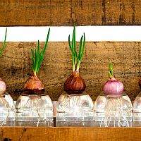 Hidropónia: milyen előnyei vannak? Milyen segédeszközökre van szükségünk hozzá?