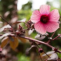 Hibiszkusz - átültetés, szaporítás, metszés, tápozás