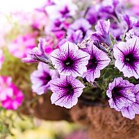 Petúnia - gondozás, átültetés, öntözés és szaporítás