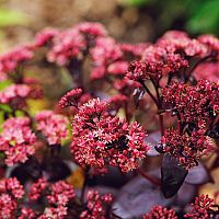 A varjúháj könnyen az Ön kertjének díszévé is válhat!