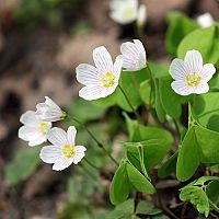 Madársóska - a gyógyhatású növény gondozása
