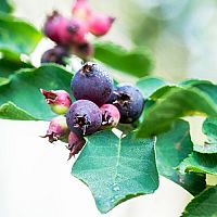 Fanyarka - fajok, szaporítás, metszés, átültetés