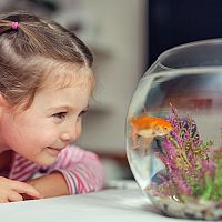 Az első saját akvárium - hogyan válasszunk? Milyen kiegészítők szükségesek és mit kell megvásárolni?