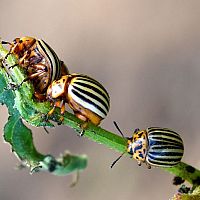 Hogyan szabaduljunk meg a burgonyabogártól?