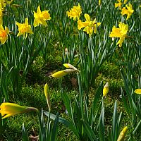 Nárciszok - mikor ültessük és hogyan neveljük cserépben?