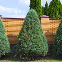 Tuják - gondozás, öntözés, metszés, tápozás