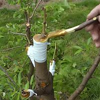 A gyümölcsfák oltása, szemzése és keresztezése