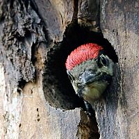 Hogyan szabaduljunk meg a harkálytól, amely rongálja a ház homlokzatát?