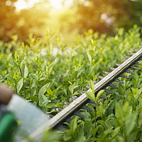 A legjobb elektromos sövényvágók