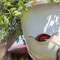 Önöntöző cserép az erkélyen lévő fűszernövényekre. A függő virágcserép a legtrendibb!