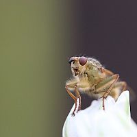 Hogyan szabaduljunk meg az ecetmuslicáktól és az árnyékszúnyogoktól?