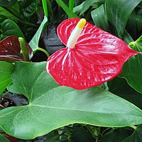 Flamingóvirág - szaporítás, öntözés, tápozás