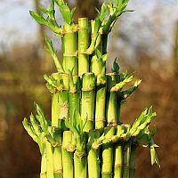 Hogyan gondozzuk a szerencsebambuszt?