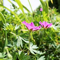 Hogyan szabaduljunk meg a gyomtól a kertben?