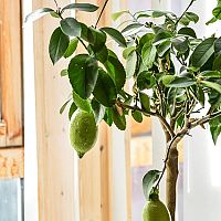 Hogyan gondozzuk a citromfát?