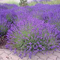 Hogyan gondozzuk helyesen a levendulát?