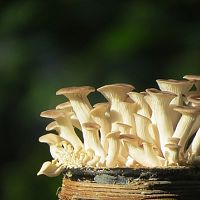 Hogyan termesszünk késői laskagombát?