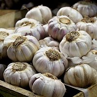 Hogyan ültessünk fokhagymát ősszel?