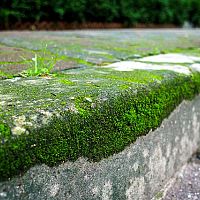 Hogyan távolítsuk el a mohát a térkőről?