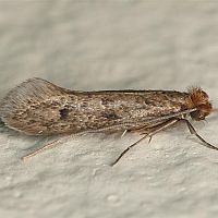 Hogyan szabaduljunk meg a molyoktól? Melyek a bevált készítmények?