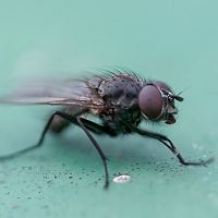 Hogyan szabaduljunk meg a legyektől?