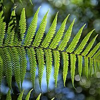 Hogyan gondozzuk a hölgypáfrányt?