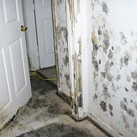 Hogyan szabaduljunk meg a penésztől a falakon?