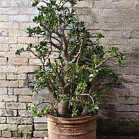 Pozsgafa - gondozás, szaporítás, átültetés