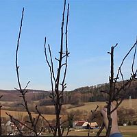 A gyümölcsfák téli metszése