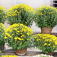 A krizantém gondozása. Szaporítás, öntözés és átültetés.