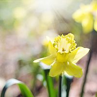 Mérgező szobanövények. Vigyázat az anyósnyelvvel!