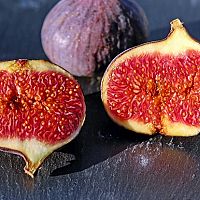 A füge ültetése és gondozása