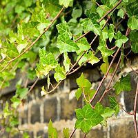 Hogyan lehet megszabadulni a borostyántól? A borostyán elleni permetszer működik