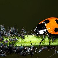 Lienka a zlatoočka – výborní pomocníci proti voškám