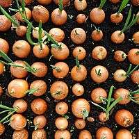 Fokhagyma, hagyma, vetőburgonya és egyéb magvak pácolása