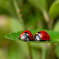 Mi riasztja a katicabogarakat? Öreganyáink tanácsai, amelyek biztos segítenek