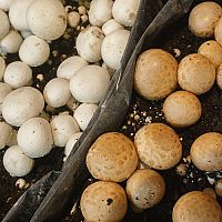 Hogyan termeszthetünk gombát otthon egy cserépben, fán, a kertben és a pincében?