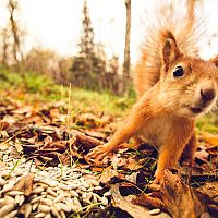 Hogyan lehet megszabadulni a mókusoktól a kertben vagy a padláson?