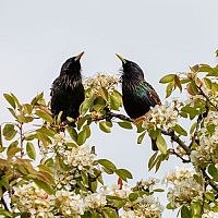 Hogyan lehet megszabadulni a szarkalábaktól a kertben?